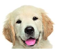 Oedim Pack 5 Pegatinas Coche Perro Labrador 16 x 16 cm | Adhesivo de Facil Colocación | Pegatina para Coche Económica y Resistente