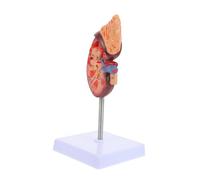 OFFIGAM Modelo De Riñón Humano Estudio Médico Anatomía Interna Detallada Base y Diseño Desmontable para Educación Escuelas Secundarias y Facultades De Medicina