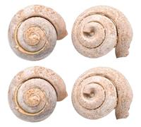 OHPHCALL 4 Piezas de Fósiles Marinos de Caracol Khaki para Colección y Enseñanza Científica, Modelo de Simulación para Estudiantes en Investigación Paleontológica