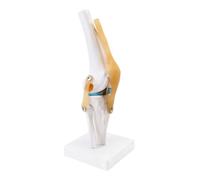 Okeeyseda Modelo AnatóMico De ArticulacióN De Rodilla Con Ligamentos, TamañO Natural, DemostracióN DidáCtica OrtopéDica
