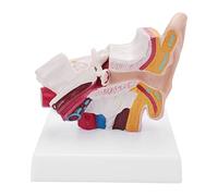 Okeeyseda Modelo de AnatomíA Del OíDo Humano 1,5 Veces Mostrando la Estructura de los óRganos de las Orejas Centrales y Externas Suministros de EnseñAnza MéDica