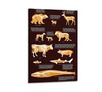 OKNGB Póster de anatomía animal, guía del sistema esquelético, póster decorativo, lienzo de pared, póster de pared e impresión artística moderna para decoración de dormitorio familiar, 60 x 90 cm
