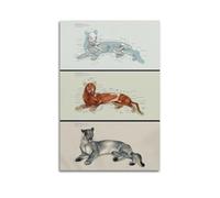OKNGB Póster de anatomía felina, póster de guía de pumas, pintura decorativa, lienzo, póster de pared e imagen artística moderna para decoración de dormitorio familiar, 30 x 45 cm