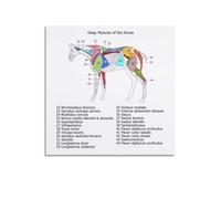 OKNGB Póster de biología, guía de anatomía de los músculos de caballo, póster decorativo de lienzo para pared e impresión artística moderna para decoración de dormitorio familiar, pósteres de 20 x 20