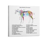 OKNGB Póster de biología, guía de anatomía de los músculos de caballo, póster decorativo de lienzo para pared e impresión artística moderna para decoración de dormitorio familiar, pósteres de 20 x 20