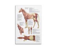 OKNGB Póster de biología, guía de anatomía de los músculos de caballo, póster decorativo de lienzo para pared e impresión artística moderna para decoración de dormitorio familiar, 60 x 90 cm