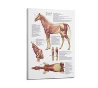 OKNGB Póster de biología, guía de anatomía, músculos de caballo, pintura decorativa, lienzo, pósteres de pared e impresión artística moderna para decoración de dormitorio familiar, pósteres de 20 x 30