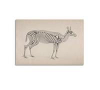 OKNGB Póster de guía de anatomía animal, póster esquelético de antílope, pintura decorativa, lienzo, pósteres de pared e impresión artística moderna para decoración de dormitorio familiar, pósteres de