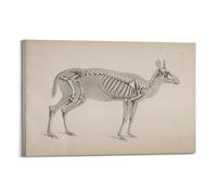 OKNGB Póster de guía de anatomía animal, póster esquelético de antílope, pintura decorativa, lienzo, pósteres de pared e impresión artística moderna para decoración de dormitorio familiar, 60 x 90 cm