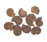 OKUMEYR 10 Piezas de Fósiles de Amonita Naturales, Ejemplares Educativos de Amonitas, Modelos Decorativos de Fósiles Marinos para Enseñanza y Colección
