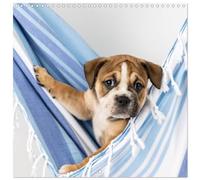 Old English Bulldog Puppy in the Hammock (Wall Calendar 2026 12" x 24" / 30 x 60 cm (abierto)) CALVENDO 12 Month Wall Calendar