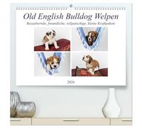 Old English Bulldog Welpen (hochwertiger Premium Wandkalender 2026 DIN A2 quer), Kunstdruck in Hochglanz: Kleine bezaubernde Kraftpakete