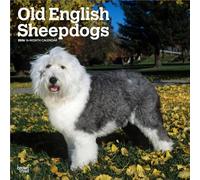 Old English Sheepdogs | Calendario mensual cuadrado de pared 2026 de 12 x 24 pulgadas (colgado) | Sin plástico | BrownTrout | Animales razas de perros