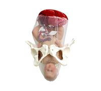 OLDMFZP Herramientas de enseñanza Modelo Combinado de Parto fetal Simulador de Parto Herramienta de simulación dinámica Maniquí de Maternidad for demostración Enseñanza médica