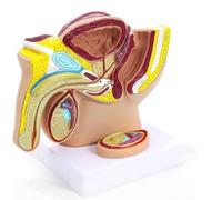 OLDMFZP Modelo de Pelvis Masculina, anatomía Humana con Marco 3D de próstata for educación en fisiología, Sistema reproductivo, consultorios médicos, aulas y recursos de Aprendizaje médico.