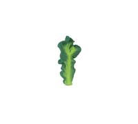 Oli & Carol Mordedor Kendall The Kale