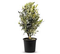 Olivo Olea Europaea forma arbusto hoja perenne resistente hasta -18 °C, ideal para jardín y balcón