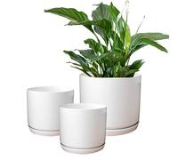 Olly & Rose Juego de 3 macetas de cerámica Blanca Mate con platillos para Interiores y Exteriores, macetas Redondas (Blanco Mate)