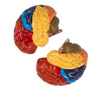Omabeta Modelo de Cerebro Humano, Modelo Anatómico Educativo Desmontado de Colores, 2 uds., para Enseñanza Médica, Cursos de Salud, PVC