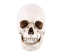 Omabeta Tama?o real 1: 1 R¨¦plica de calavera humana realista modelo ¨®seo anat¨®mico m¨¦dico, adecuado para decoraci¨®n del hogar Cr¨¢neo de tama?o natural