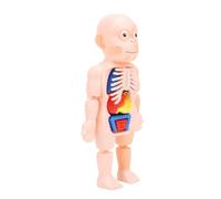 Omquot Modelo de Cuerpo Humano, Juguete Educativo de Torso Desmontable para Niños de 6 Años en Adelante, Modelo de Fisiología Anatómica, Tamaño Compacto, Plástico, 23,5 Cm