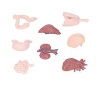 Omquot Modelo de órgano Humano, Herramienta Educativa de Simulación de órganos Internos para Enseñanza, Pequeño y Delicado Juguete de Anatomía del Cuerpo de Plástico para Escuelas y Hospitales