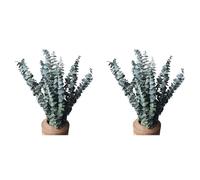 Onchdbfhuu Paquete de 20 Eucaliptos Secos Naturales, Ramas de Eucalipto Frescas Conservadas para Arreglos Florales Bodas Decoración del Hogar