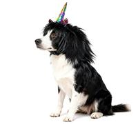 Onmygogo Divertido disfraz de unicornio para perros, bonita peluca peluda para mascotas, para Halloween y Navidad, accesorios para mascotas (unicornio-negro, talla M)