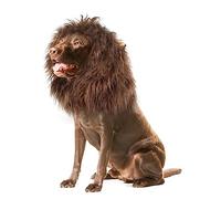 Onmygogo Peluca de melena de león para perros con orejas, divertidos disfraces para mascotas para Halloween y Navidad (M, café)
