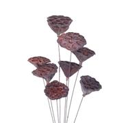 Operitacx Dried Lotus Pod Stem Natural Decorative Plant For DIY Crafting Accessories Home Ornament Bedroom Living Kitchen Office