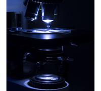 Optika Microscopio B-1000BF, campo claro (sin objetivos), trino