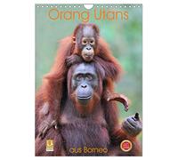 Orang Utans aus Borneo (Wandkalender 2026 DIN A4 hoch), CALVENDO Monatskalender: Die sanftmütigen Wald-Menschen aus dem indonesischen Regenwald