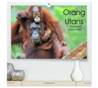 Orang Utans: Zu Besuch im Regenwald (hochwertiger Premium Wandkalender 2026 DIN A2 quer), Kunstdruck in Hochglanz: Faszinierende Einblicke in das Leben der "Waldmenschen" Borneos, Indonesien
