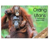 Orang Utans: Zu Besuch im Regenwald (Tischkalender 2026 DIN A5 quer), CALVENDO Monatskalender: Faszinierende Einblicke in das Leben der "Waldmenschen" Borneos, Indonesien