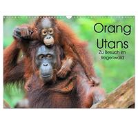 Orang Utans: Zu Besuch im Regenwald (Wandkalender 2026 DIN A3 quer), CALVENDO Monatskalender: Faszinierende Einblicke in das Leben der "Waldmenschen" Borneos, Indonesien