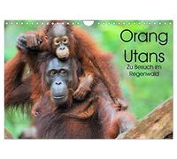 Orang Utans: Zu Besuch im Regenwald (Wandkalender 2026 DIN A4 quer), CALVENDO Monatskalender: Faszinierende Einblicke in das Leben der "Waldmenschen" Borneos, Indonesien