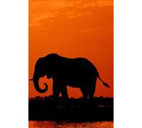 Orange Journal with Elephant Cover | 6 x 9 | 120 pages: Sunset Silhouette Blank Elephant on a Safari Notebook for Dreams, Reflections, and Ideas