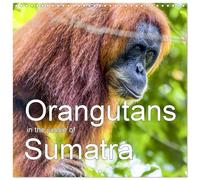 Orangutans in the jungle of Sumatra (Wall Calendar 2026 12" x 24" / 30 x 60 cm (abierto) CALVENDO 12 Month Wall Calendar