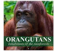 Orangutans Inhabitants of the rainforests (Wall Calendar 2026 12" x 24" / 30 x 60 cm (abierto)) CALVENDO 12 Month Wall Calendar