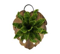 Orchid Mount - Carbonized Solid Wood Fishtail Shaped Board | Staghorn Fern Plate Hanging Air Planter Plate | Vertical Monstera Succulents Support Wall Decor Holder for Outdoor Garden Home Living Room