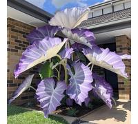 Oreja de elefante perenne resistente/verde/adecuado para decorar su jardín/Embellece tu entorno-3 rizomas-C