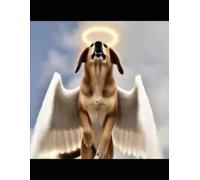 Orelha-Um anjinho de 4 patas: A história do cãozinho “orelha” Espancado e morto