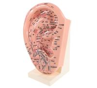 ORFOFE Modelo de Oreja 23 Cm Puntos de Acupuntura, Soporte Educativo para Reflexología, Accesorio de Enseñanza de Medicina China, Modelo de Aprendizaje y Exhibición para Cuidado Oídos
