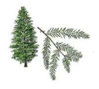 Organic Cypress Essential Oil (Cupressus sempervirens) /Aceite Esencial de Ciprés Orgánico (Cupressus sempervirens) () by NHR Organic Oils