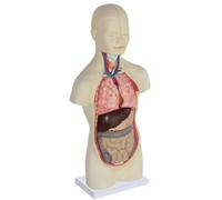 Órganos anatómicos del torso humano, modelo de anatomía humana desmontable 4D, educación médica, órganos internos médicos