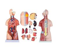 Órganos anatómicos: Torso humano 4D, modelo de ensamblaje anatómico, cuerpo humano extraíble, modelo de torso médico, órganos humanos para educación, escuela, órganos internos médicos, 28 cm/45 cm/55