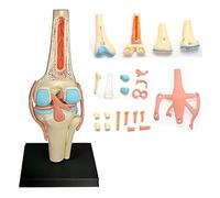 Órganos de la articulación de la Rodilla Humana Modelo 4D de articulación de la Rodilla Humana 23 Piezas Desmontables Modelo de enseñanza médica for educación médica