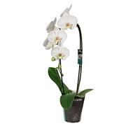 Orquídea Blanca PREMIUM Planta Natural con Flores Blancas