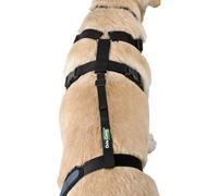 Ortocanis - Cinta de Sujeción Lumbar para Rodillera de Perro - Evita Deslizamientos y Asegura el Ajuste - Mejora la Estabilidad - Talla Cinta + Arnés: M 55-68 cm