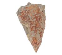 OSALADI Colección Científica de Ejemplares de Helechos en Piedra Natural para Exhibición Decorativa Interior Textura y Color Intrincados, Adecuado para Museos de Historia